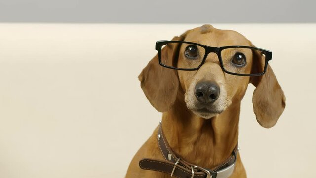 Portrait of a dachshund with glasses. A funny pet is sitting on the couch at home.