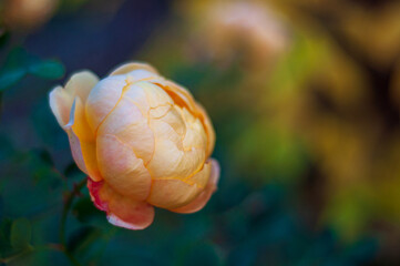 Rose by David Austin Lady of Shalott. Half-opened flower on defocused background