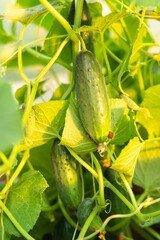 Obraz premium Young green cucumbers on a branch in a greenhouse