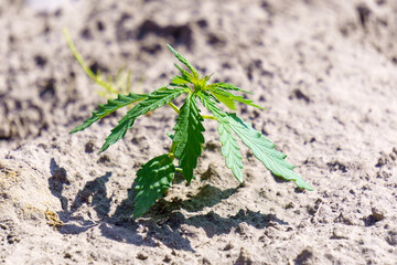 Young medical marijuana cannabis bud. Green leaves ganja close-up.