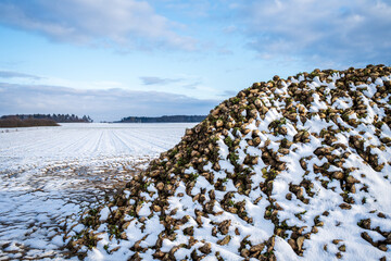 Close-up of a pile of harvested sugar beets on an agricultural field covered with snow in winter....