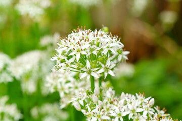 Blooming field on abstract in springtime, floral concept. Landscape, copy space.