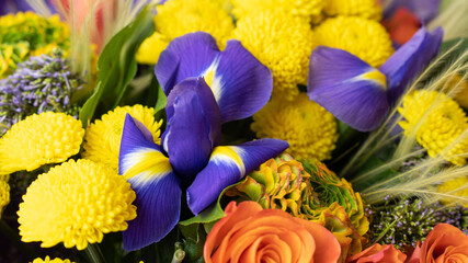 yellow and blue flowers