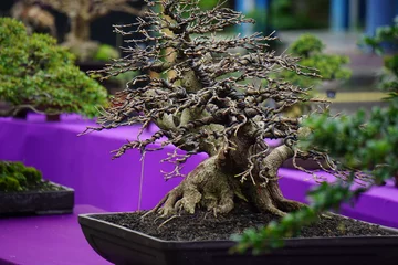Fotobehang The beautiful bonsai with a natural background © Mang Kelin