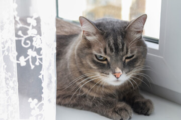 Domestic gray striped cat lies on the windowsill and basks in the rays of the sun.
