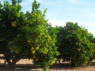Fototapeta na wymiar Orange Grove in Valencia, Spain