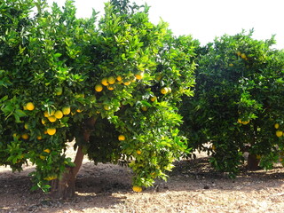 Orange Grove in Valencia, Spain