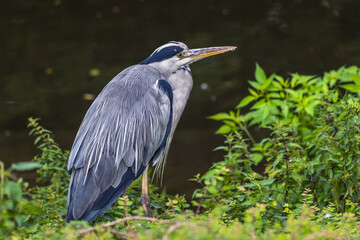 Grey Heron Ardea Cinerea At The Lake