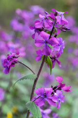 Lunaria Annua Honesty Flowers