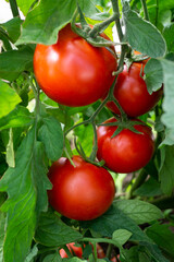 Fresh red tomatoes on a branch. Greenhouse, close-up.