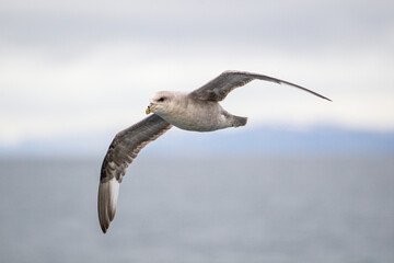 Fulmar gliding over the icy water of the Arctic seas