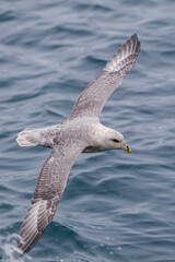 Fulmar gliding over the icy water of the Arctic seas