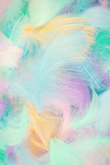 Fototapeta premium Colorful feather background, top view.