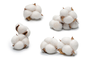 Cotton flower branch isolated on white background.