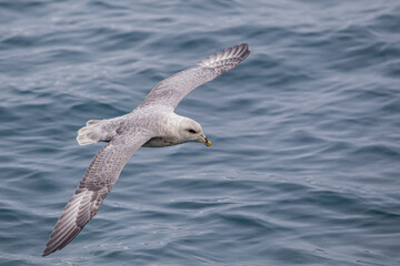 Fulmar gliding over the icy water of the Arctic seas