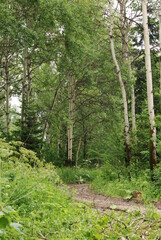 path in the forest
