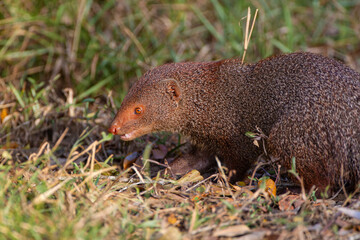 Ruddy Mongoose foraging for food on the forest floor in Yala, Sri Lanka