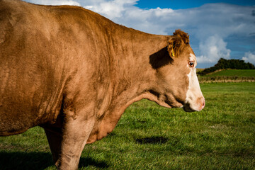 Herbstmorgen auf der Weide