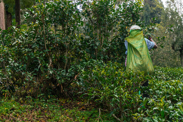 Kobieta pracująca na plantacji herbaty, zbierająca ręcznie liście, ciężka praca. - obrazy, fototapety, plakaty