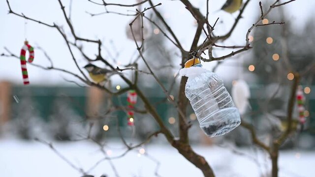 birds of titmouse sit in the feeder to eat food seeds in winter against the background of Christmas decorations. High quality FullHD footage