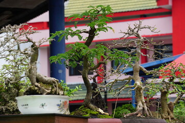 Fototapeta na wymiar The beautiful bonsai with a natural background