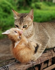 Mothers Love is undefined, no matter human or animal.