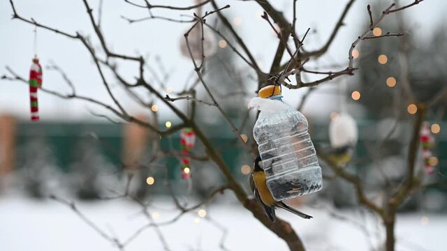 birds of titmouse sit in the feeder to eat food seeds in winter against the background of Christmas decorations. High quality FullHD footage