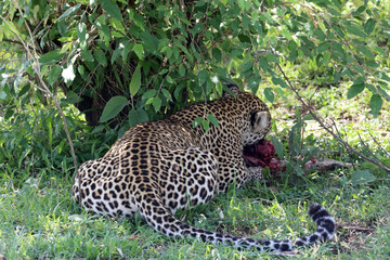 Leopard in the shade of trees eating prey