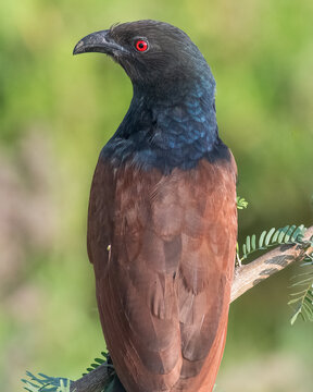 The greater coucal or crow pheasant (Centropus sinensis), is a large non-parasitic member of the cuckoo order of birds, the Cuculiformes.