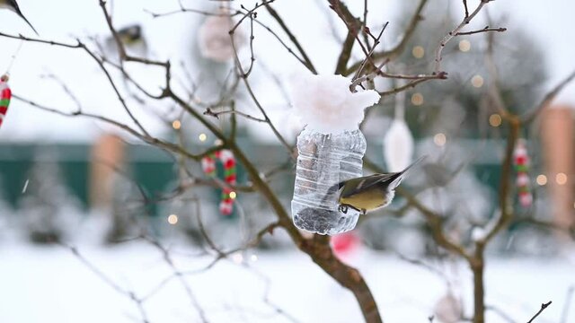 birds of titmouse sit in the feeder to eat food seeds in winter against the background of Christmas decorations. High quality FullHD footage