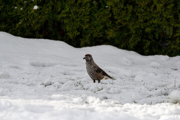 A nutcracker, nucifraga caryocatactes, is looking for food at a winter day. He looks for seeds from the stone pine.