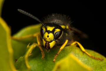 Beautiful Median wasp (Dolichovespula) portrait 