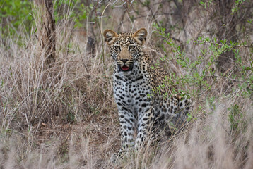 leopard, Panthera pardus, stalking through the dense african bush