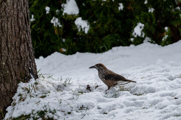 A nutcracker, nucifraga caryocatactes, is looking for food at a winter day. He looks for seeds from the stone pine.