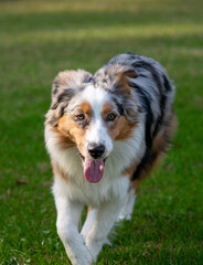 Tricolor Australian Shepherd puppy
