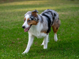 Tricolor Australian Shepherd puppyTricolor Australian Shepherd puppy