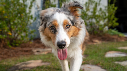 Tricolor Australian Shepherd puppy