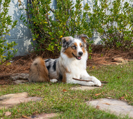 Tricolor Australian Shepherd puppy