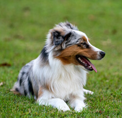 Tricolor Australian Shepherd puppy