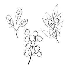 Botanical illustration of twigs and berries in a linear style