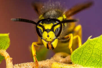 Beautiful Median wasp (Dolichovespula) portrait 