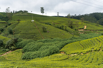 Piękny krajobraz, zielone pola herbaty pośród gór.