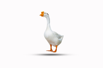 white duck isolated on a white background clipping path