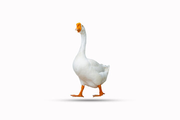white duck isolated on a white background clipping path