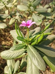 flower in the garden