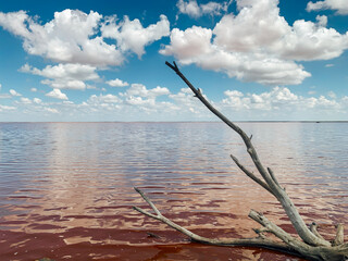 dry wood and pink water lake with blue sky landscape