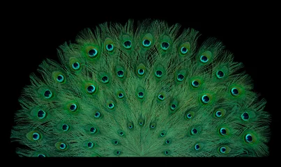 Gordijnen Beautiful bright peacock feathers on black background © New Africa