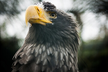 The head on an eagle