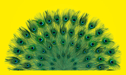 Beautiful bright peacock feathers on yellow background © New Africa
