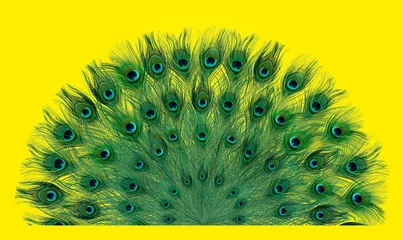 Abwaschbare Fototapete Beautiful bright peacock feathers on yellow background © New Africa